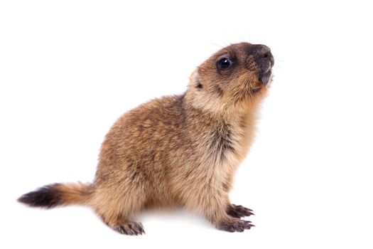 The bobak marmot cub isolated on white, Marmota bobak, or steppe marmot