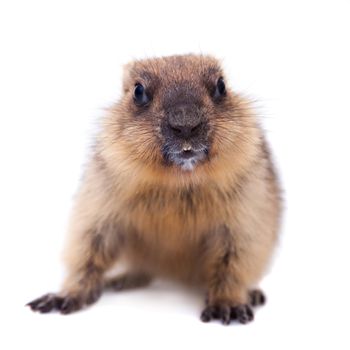 The bobak marmot cub isolated on white, Marmota bobak, or steppe marmot