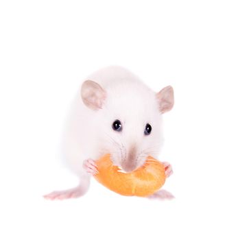 White laboratory rat eating carrot isolated on white background