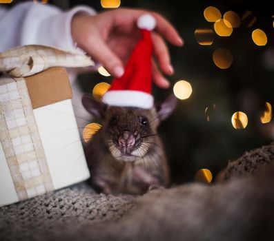 Giant african pouched rat in decorated room with Christmass tree. New Years celebration.