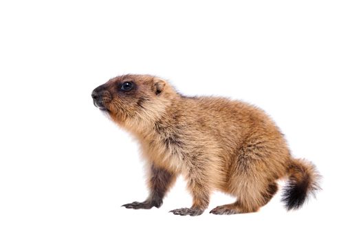 The bobak marmot cub isolated on white, Marmota bobak, or steppe marmot