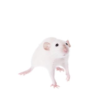 White laboratory rat isolated on white background