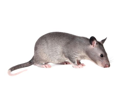 Gambian pouched rat cub, Cricetomys gambianus, isolated on white background