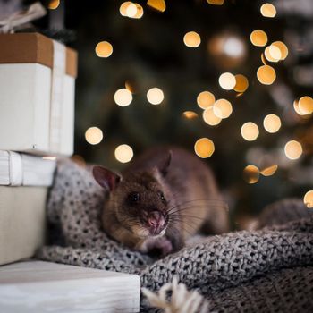 Giant african pouched rat in decorated room with Christmass tree. New Years celebration.