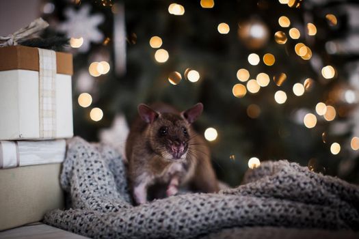 Giant african pouched rat in decorated room with Christmass tree. New Years celebration.