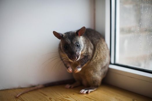 Giant african pouched rat or crycetomys gambianus in front of window