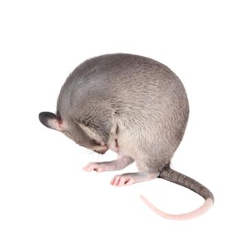 Gambian pouched rat cub, Cricetomys gambianus, isolated on white background