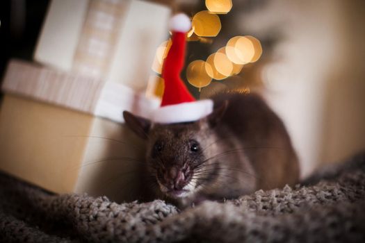 Giant african pouched rat in decorated room with Christmass tree. New Years celebration.