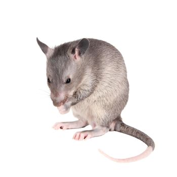 Gambian pouched rat cub, Cricetomys gambianus, isolated on white background