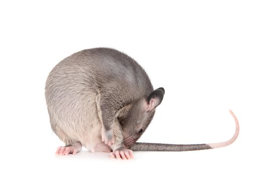 Gambian pouched rat cub, Cricetomys gambianus, isolated on white background