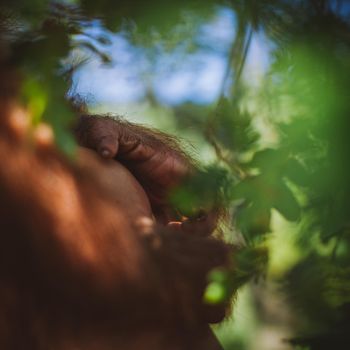 Cutest 2 years old baby orangutan hangs in a tree in zoo