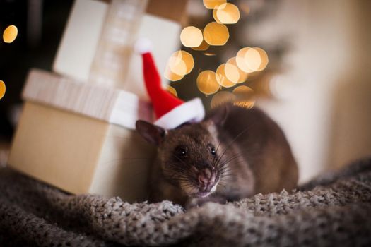 Giant african pouched rat in decorated room with Christmass tree. New Years celebration.