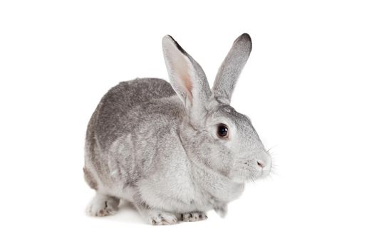 Big grey rabbit isolated on a white background