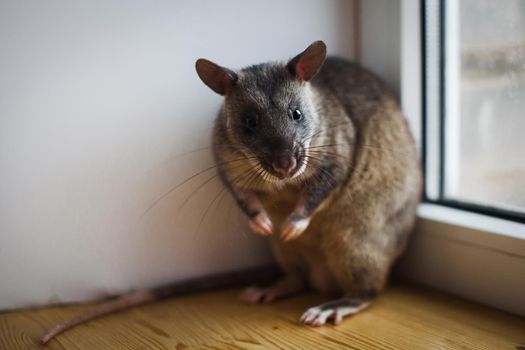 Giant african pouched rat or crycetomys gambianus in front of window