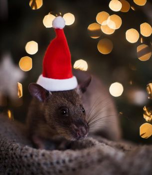 Giant african pouched rat in decorated room with Christmass tree. New Years celebration.