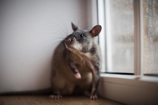 Giant african pouched rat or crycetomys gambianus in front of window