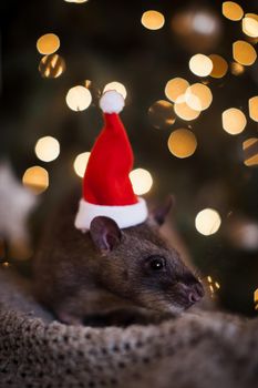 Giant african pouched rat in decorated room with Christmass tree. New Years celebration.