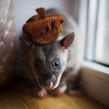 Giant african pouched rat in funny hat or crycetomys gambianus in front of window