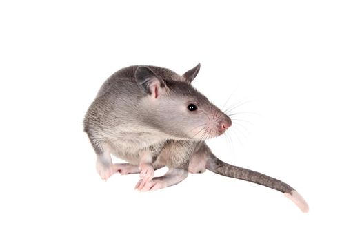 Gambian pouched rat cub, Cricetomys gambianus, isolated on white background