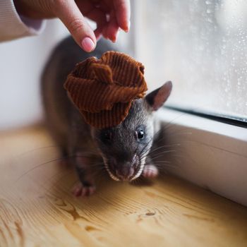 Giant african pouched rat in funny hat or crycetomys gambianus in front of window