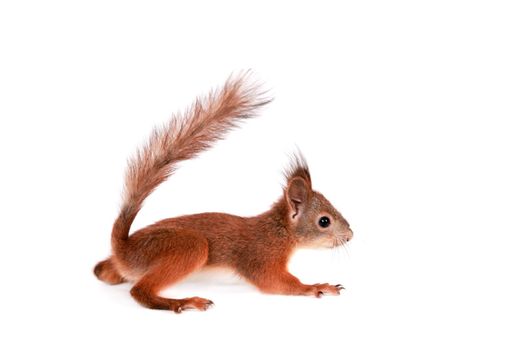 Eurasian red Squirrel, Sciurus Vulgaris, isolated on white background