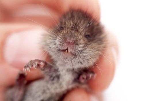 Common Vole, Microtus arvalis, 3 weeks old, isolated on white