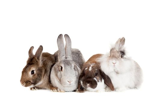 Group of different breeds rabbits on the white background