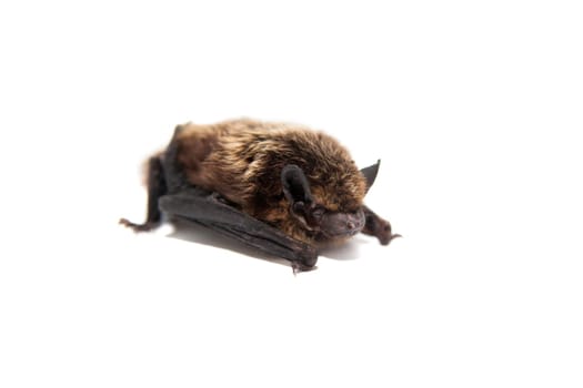 Northern bat, Eptesicus nilssonii, isolated on white.