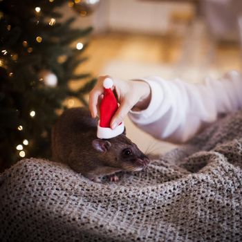 Giant african pouched rat in decorated room with Christmass tree. New Years celebration.