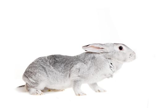 Big grey rabbit isolated on a white background