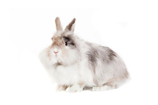 Group of different breeds rabbits on the white background