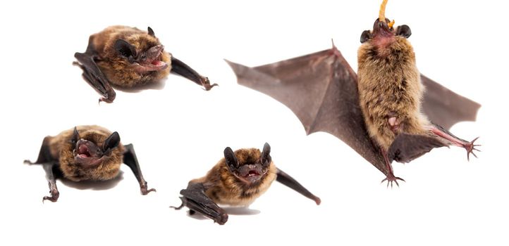 Set of Northern bat, Eptesicus nilssonii, isolated on white.