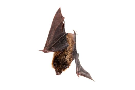 Northern bat, Eptesicus nilssonii, isolated on white.