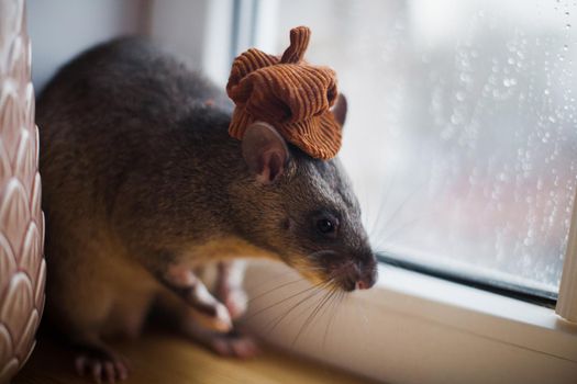 Giant african pouched rat in funny hat or crycetomys gambianus in front of window