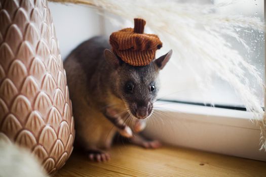Giant african pouched rat in funny hat or crycetomys gambianus in front of window
