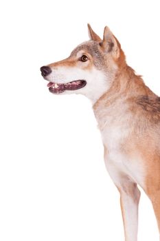 Steppe wolf, Canis lupus campestris, isolated on white