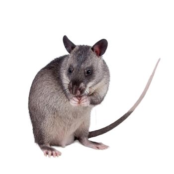 Gambian pouched rat cub, Cricetomys gambianus, isolated on white background