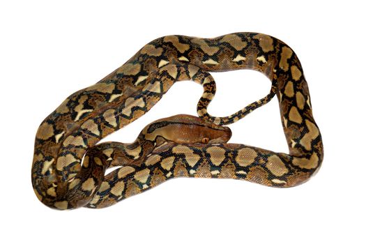 Reticulated Python, Python reticulatus, isolated on white background