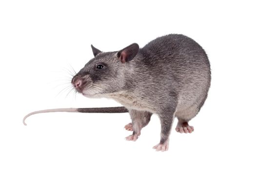 Gambian pouched rat cub, Cricetomys gambianus, isolated on white background