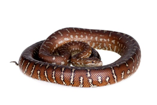 Centralian carpet python, morelia bredli, hypo isolated on white background