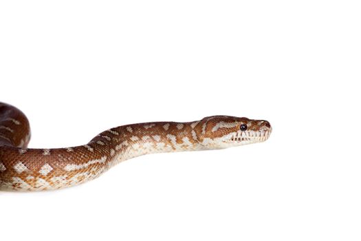 Centralian carpet python, morelia bredli, hypo isolated on white background