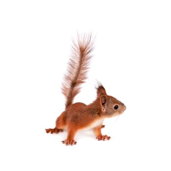 Eurasian red Squirrel, Sciurus Vulgaris, isolated on white background