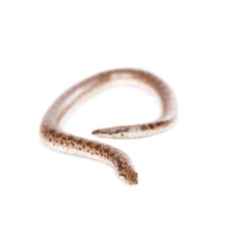 The dwarf sand boa, eryx miliaris miliaris, isolated on white