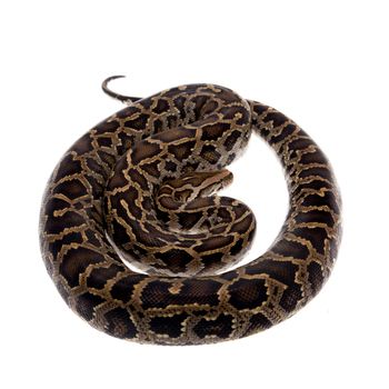 Burmese Python, Python molurus bivittatus, isolated on white background