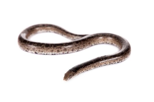 The nogai dwarf sand boa, eryx miliaris nogaiorum, isolated on white