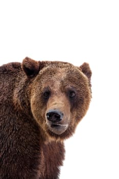 Brown bear, Ursus arctos, isolated on white background