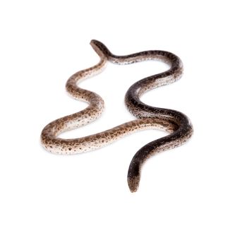 Two dwarf sand boas, eryx miliaris, isolated on white