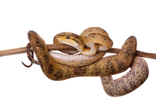 Red Amazon tree boa, corallus hortulanus, isolated on white background