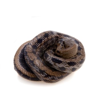 Beauty Rat Snake, Orthriophis taeniurus, isolated on white background