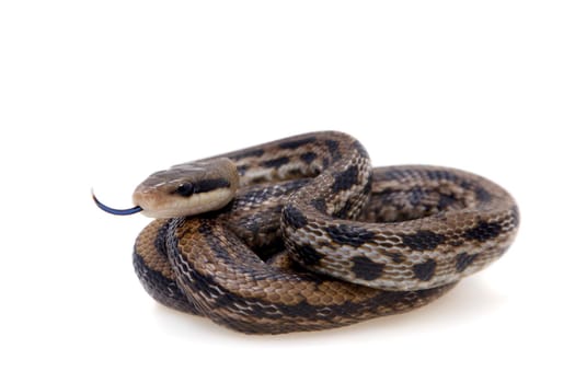 Beauty Rat Snake, Orthriophis taeniurus, isolated on white background